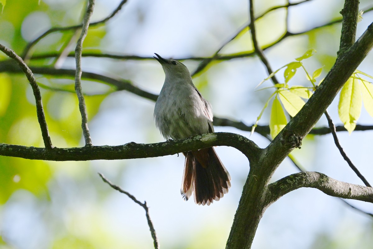 Пересмішник сірий - ML647381122