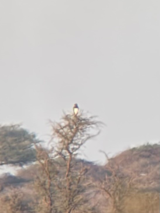 svartbrystslangeørn - ML647381125