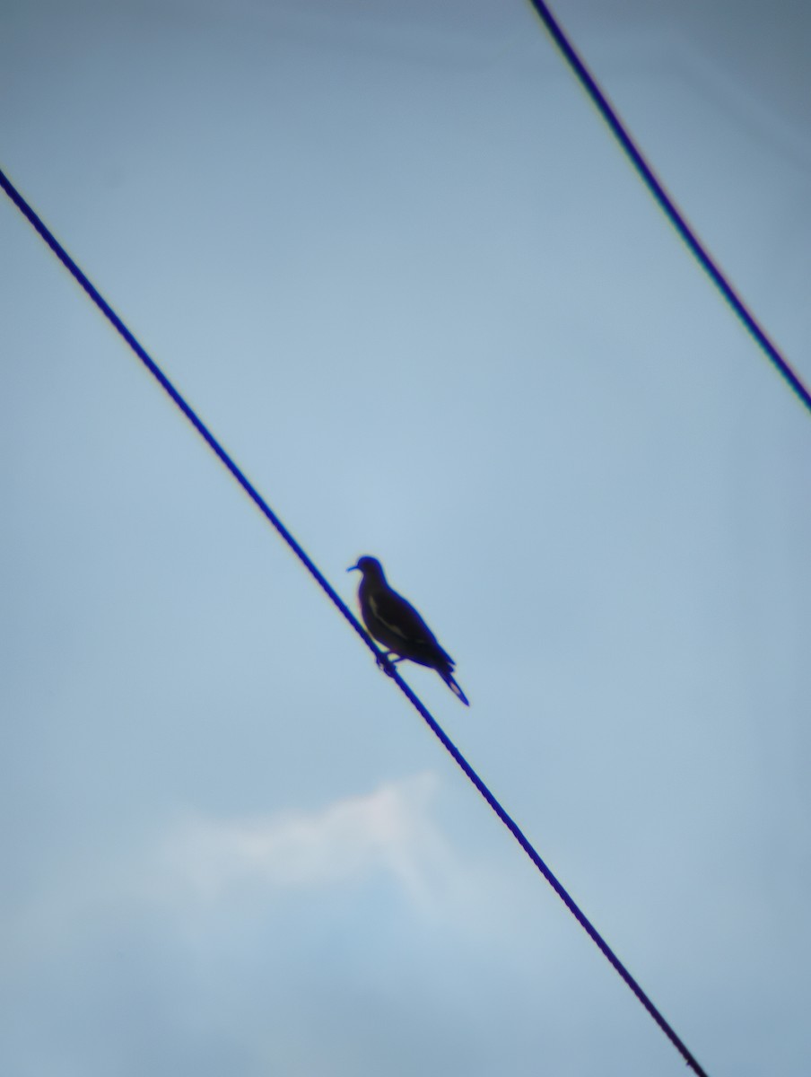 White-winged Dove - ML647381126