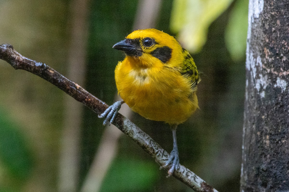 Altın Tangara - ML647381132