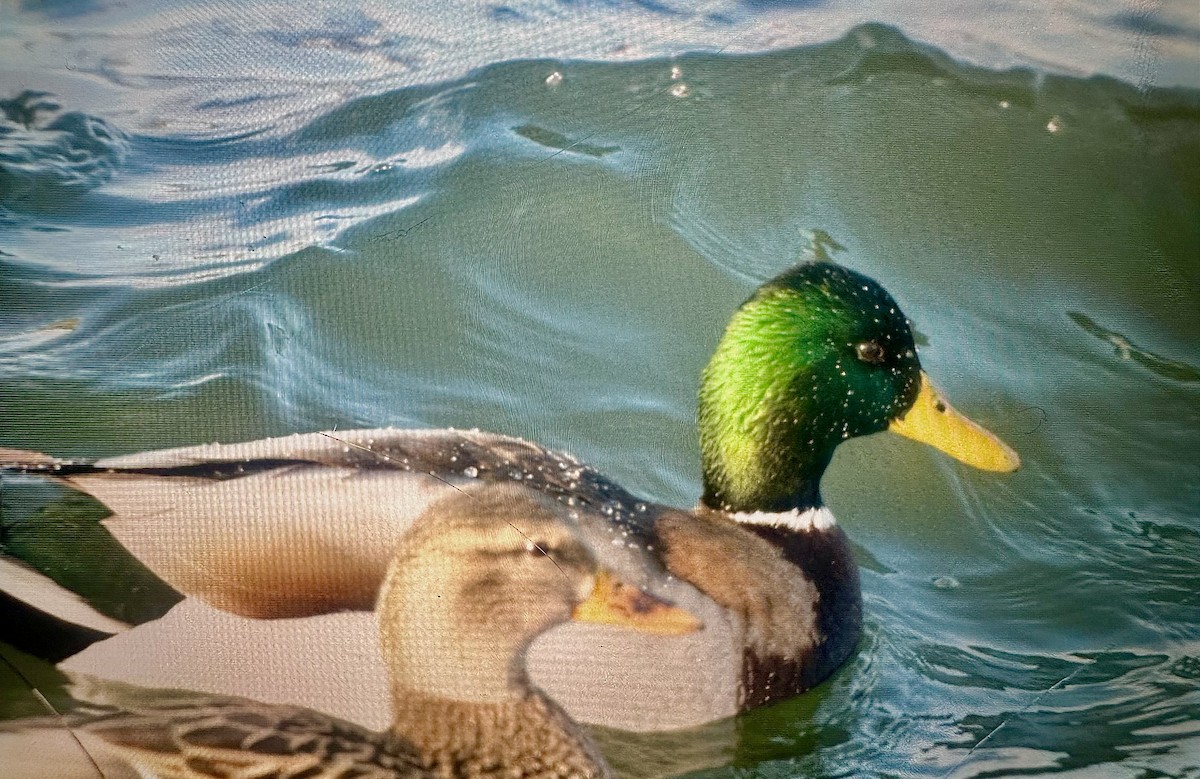 Mallard - ML647381136