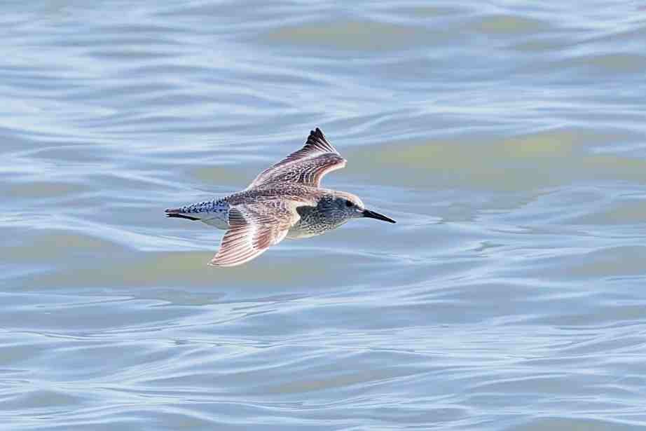 Исландский песочник - ML647381138