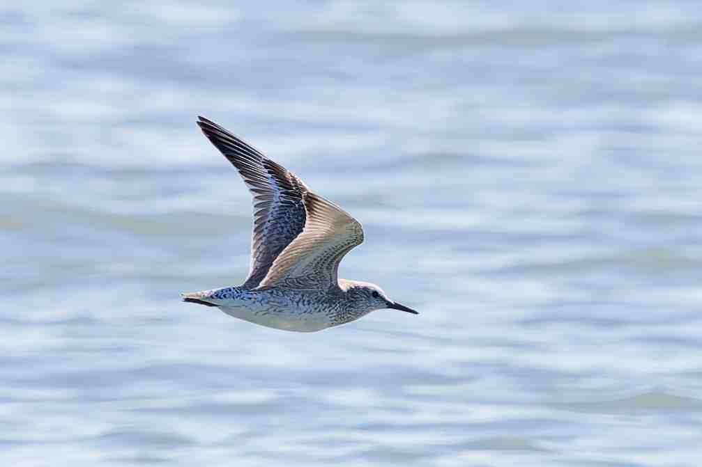 Исландский песочник - ML647381139