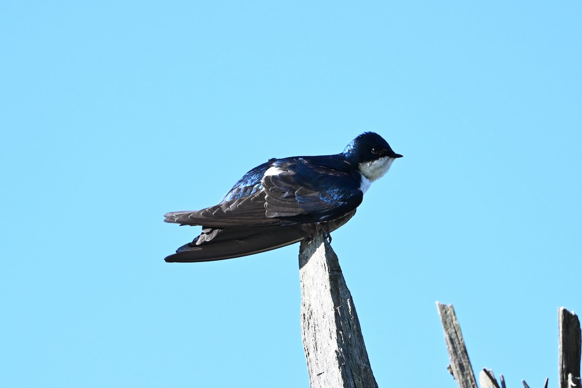 Tree Swallow - ML647381150