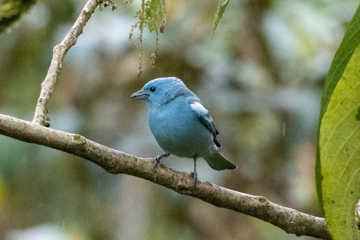 Gökçe Tangara [episcopus grubu] - ML647381166