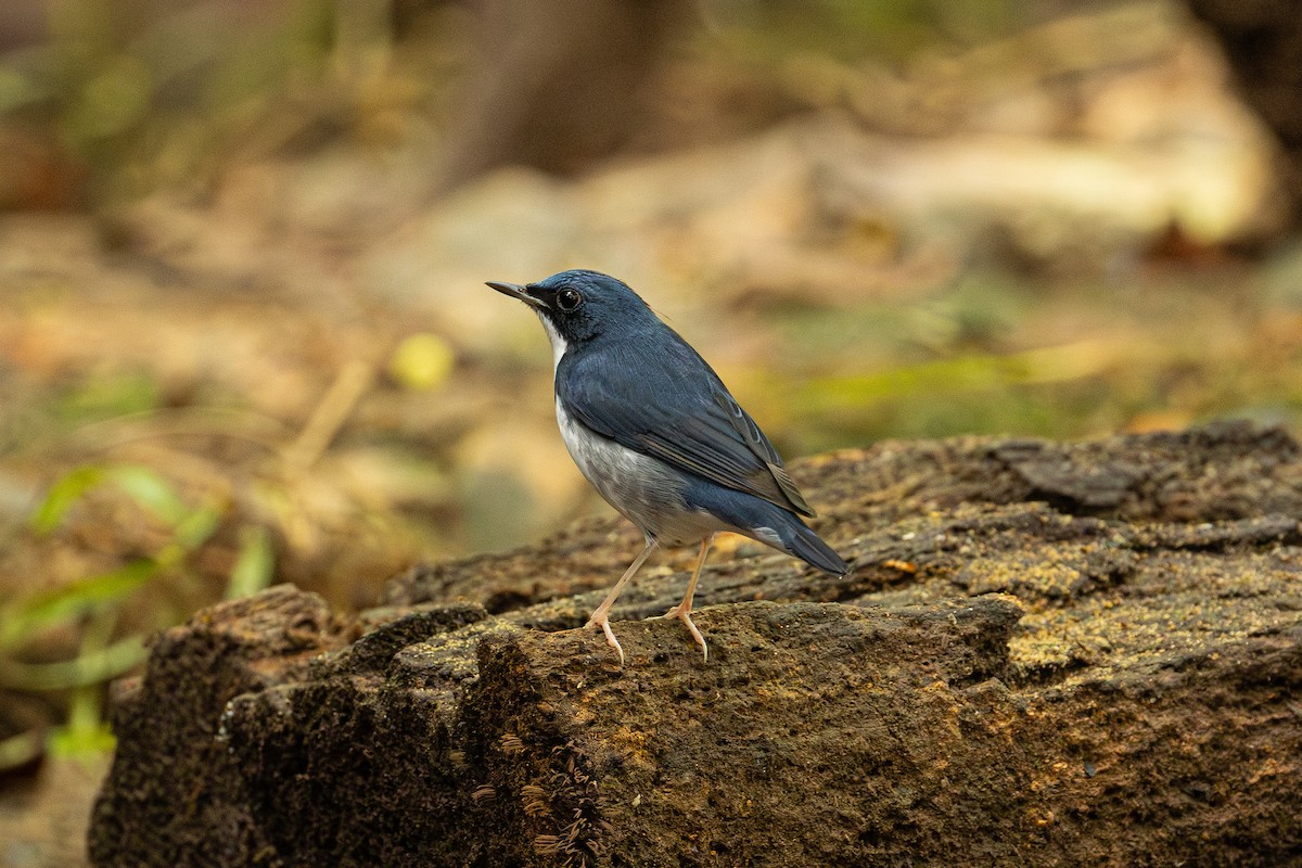 Siberian Blue Robin - ML647381168