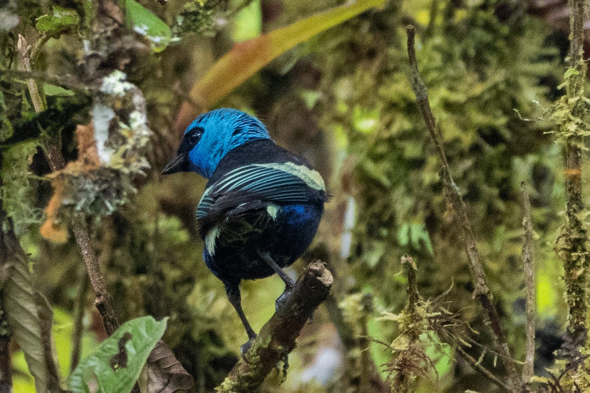 Танагра блакитношия - ML647381182