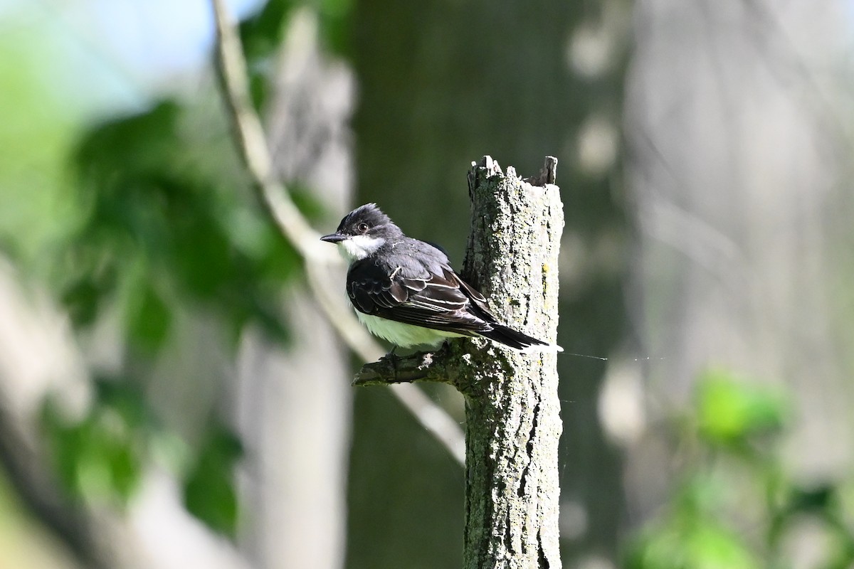 Tyran tritri - ML647381202