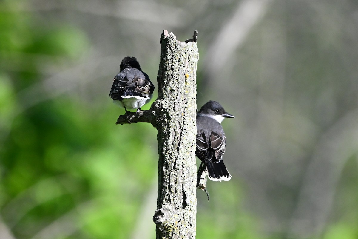 Tyran tritri - ML647381203