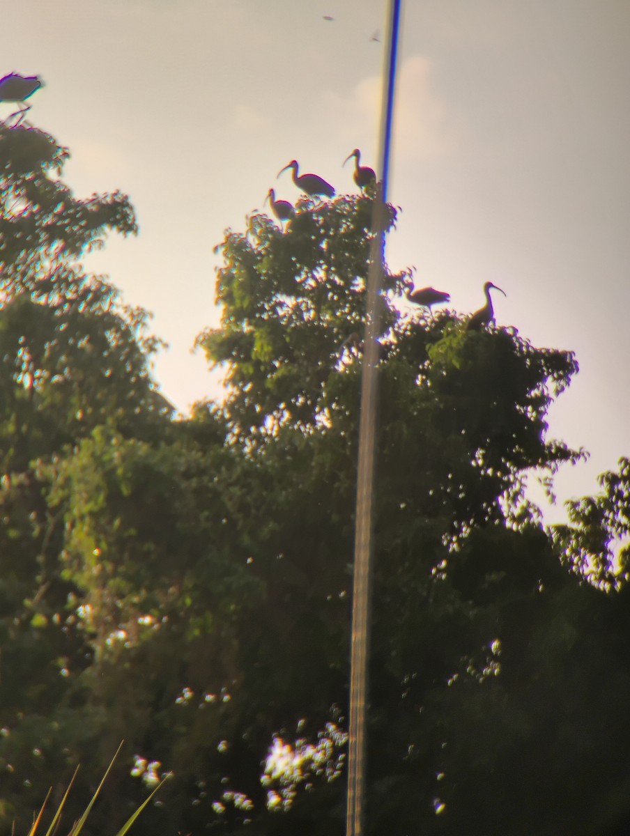 White-faced Ibis - ML647381205