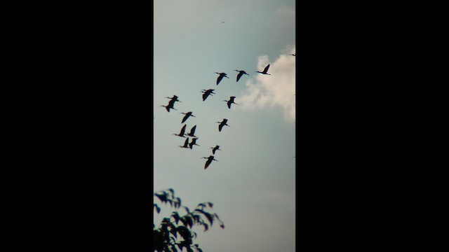 Коровайка американська - ML647381208