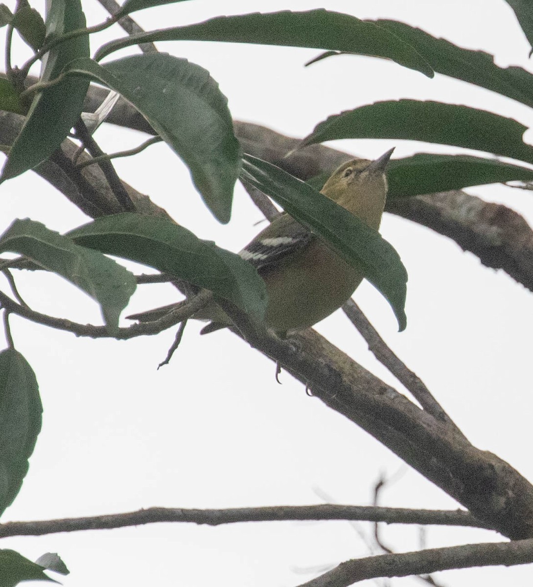 Reinita Castaña - ML647381210