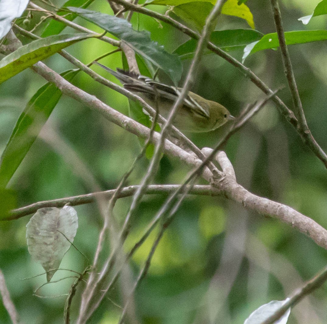 Reinita Castaña - ML647381211