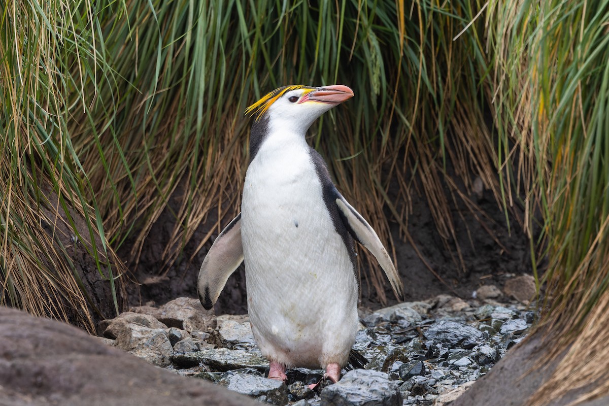 ロイヤルペンギン - ML647381212