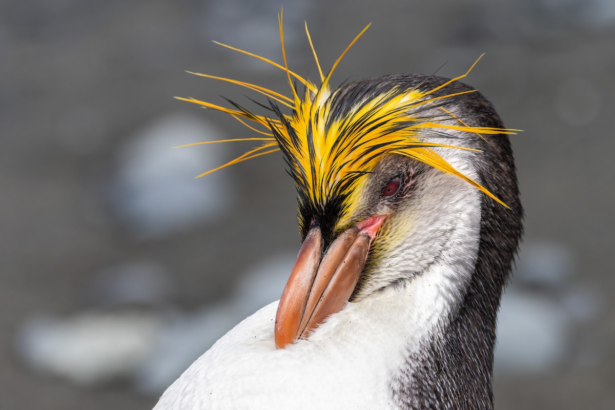 ロイヤルペンギン - ML647381213