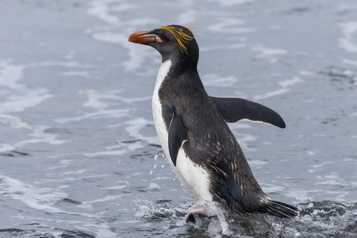 ロイヤルペンギン - ML647381214