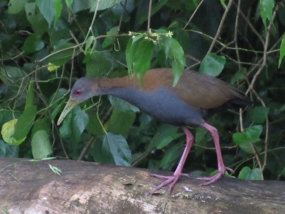 Slaty-breasted Wood-Rail - ML647381221