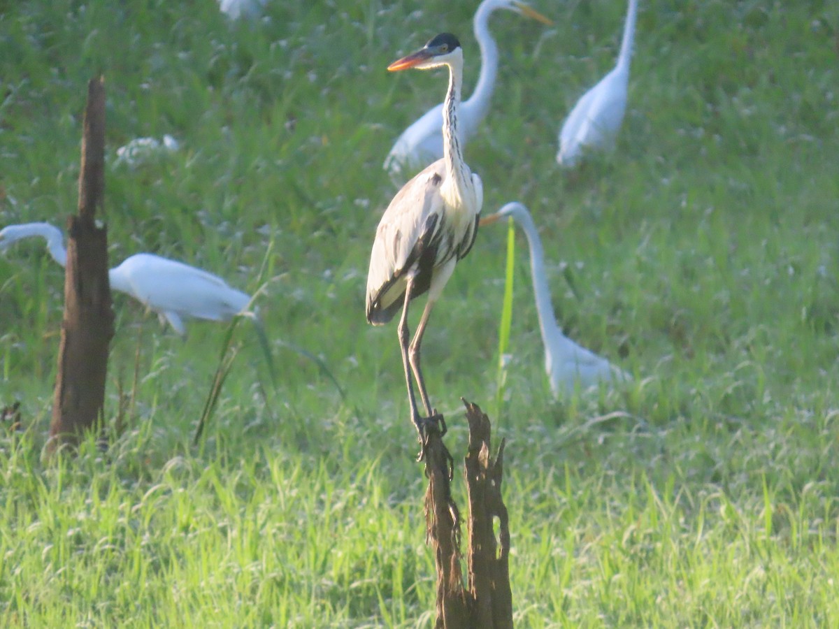 Cocoi Heron - ML647381227