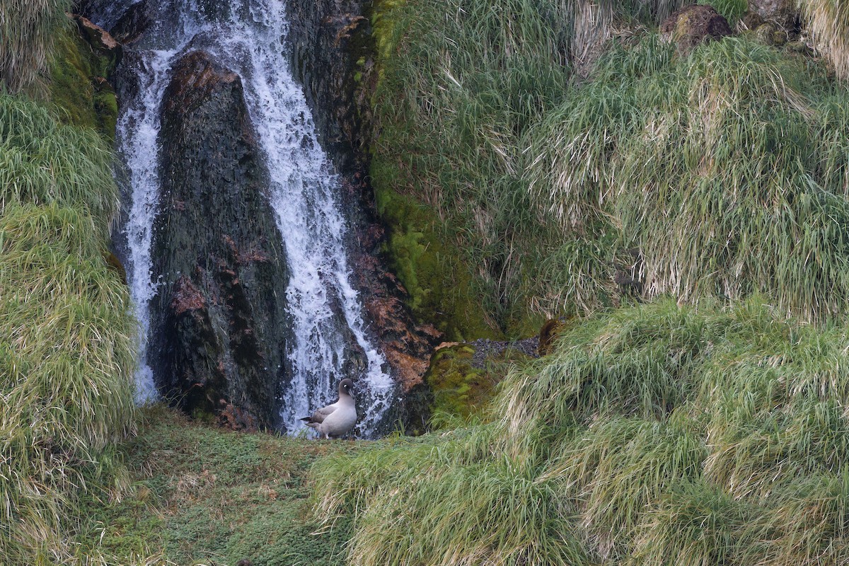 Light-mantled Albatross - ML647381229