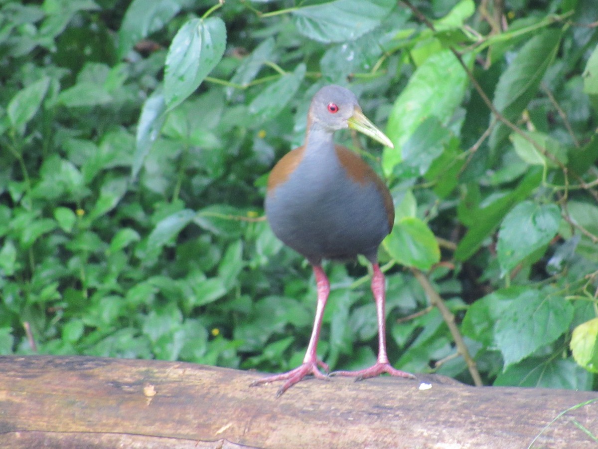 Slaty-breasted Wood-Rail - ML647381234