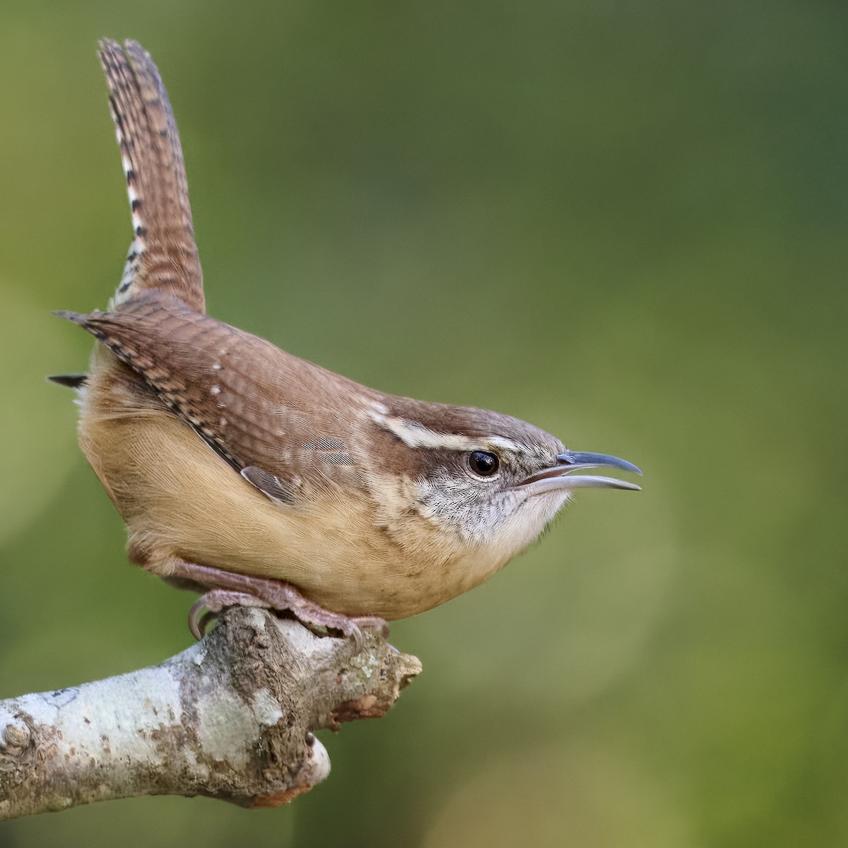 Carolina Wren - ML647381236