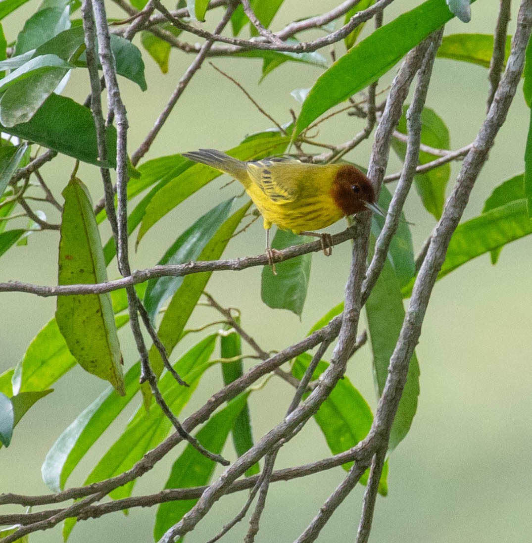 Mangrove Yellow Warbler (Panama) - ML647381249