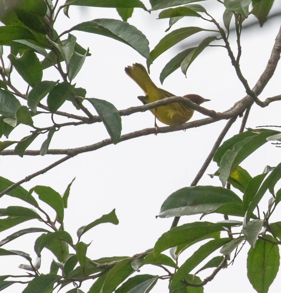 Mangrove Yellow Warbler (Panama) - ML647381250