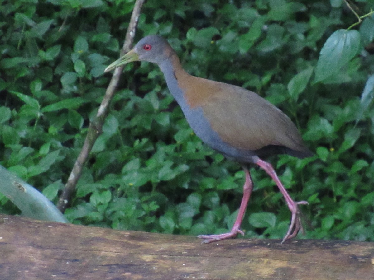 Slaty-breasted Wood-Rail - ML647381257