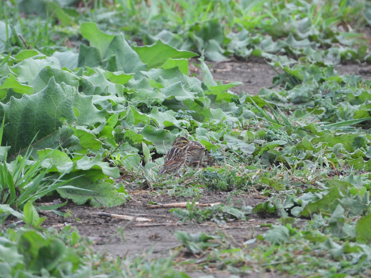 Chingolo Sabanero - ML647381259