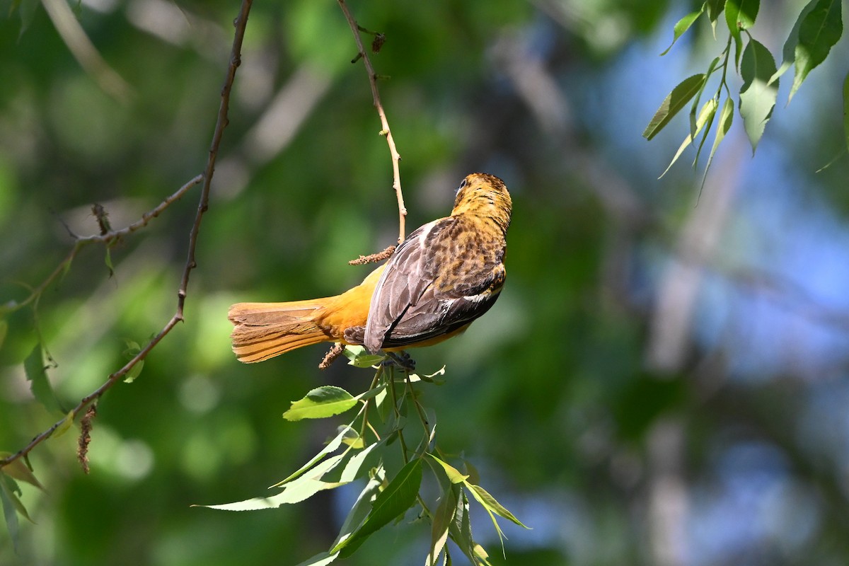 Балтиморский трупиал - ML647381263