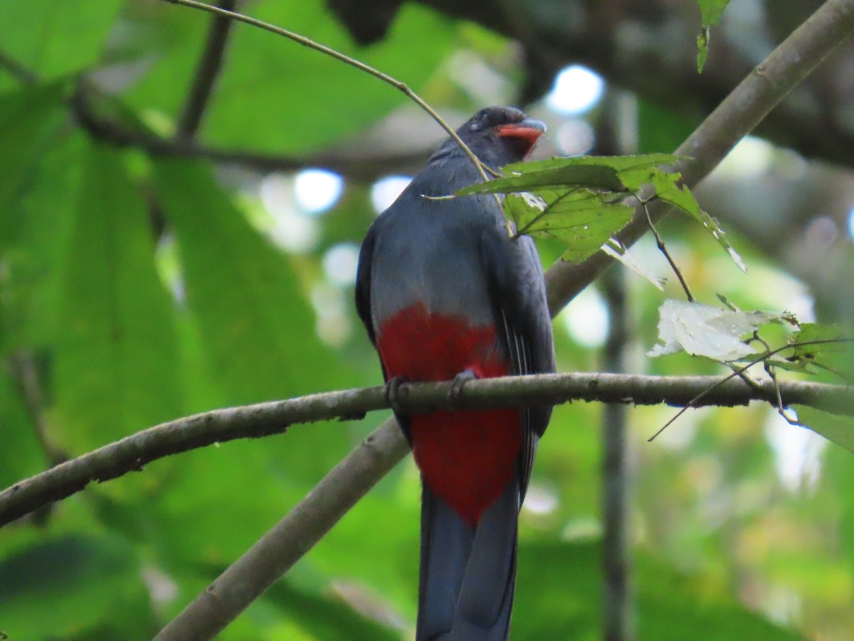 Slaty-tailed Trogon - ML647381270