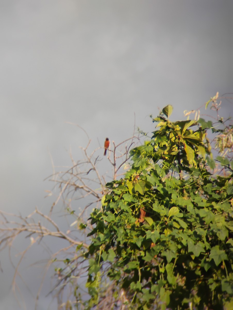 Orchard Oriole - ML647381271