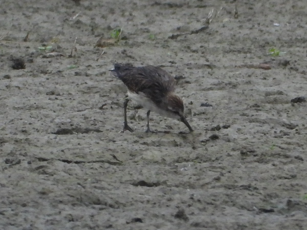Semipalmated Sandpiper - ML647381272