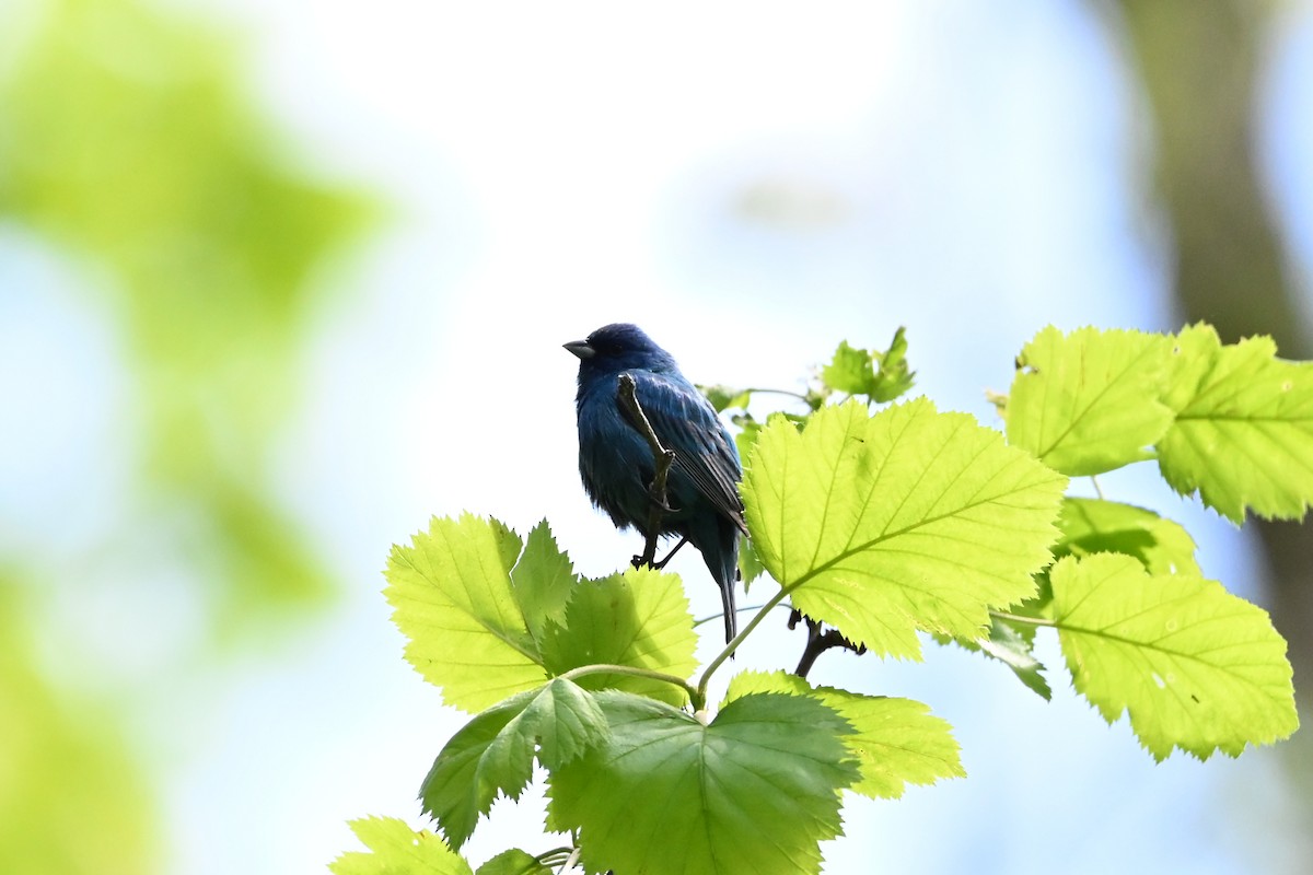 Indigo Bunting - ML647381273