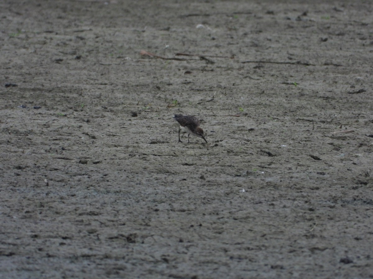 Semipalmated Sandpiper - ML647381275