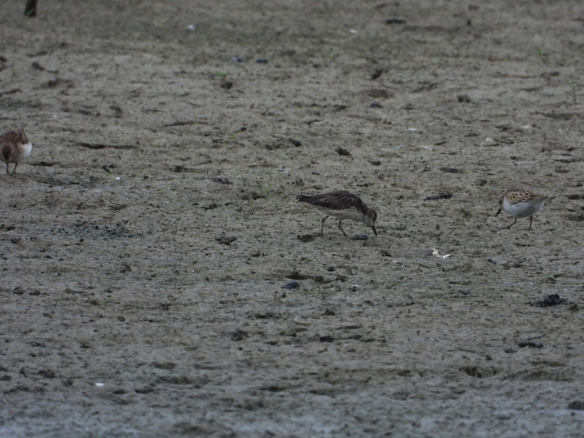 Semipalmated Sandpiper - ML647381276