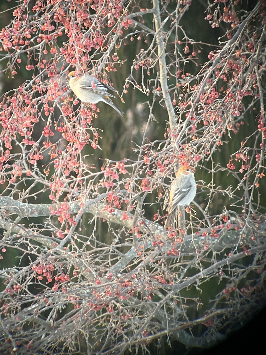 Hakengimpel - ML647381279