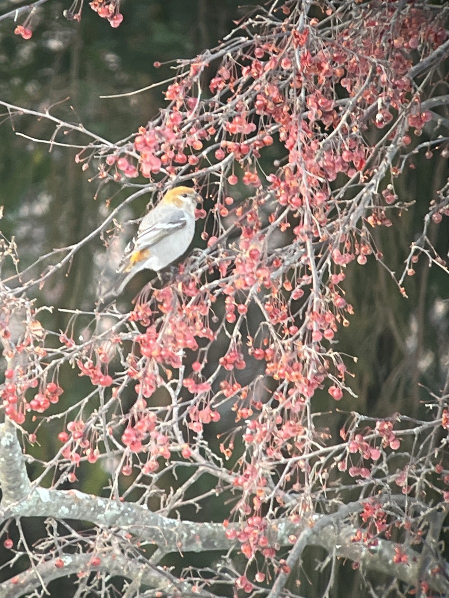 Hakengimpel - ML647381280