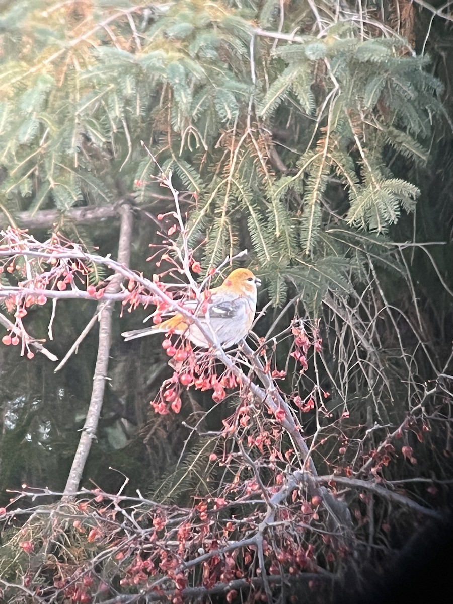 Hakengimpel - ML647381281