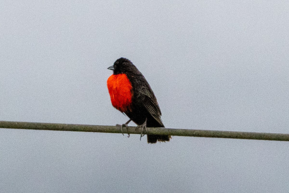 Al Göğüslü Loyka - ML647381282