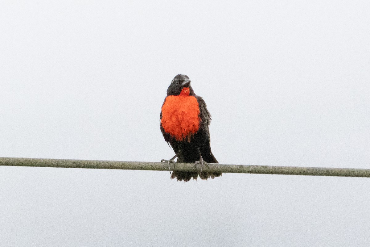 Al Göğüslü Loyka - ML647381284