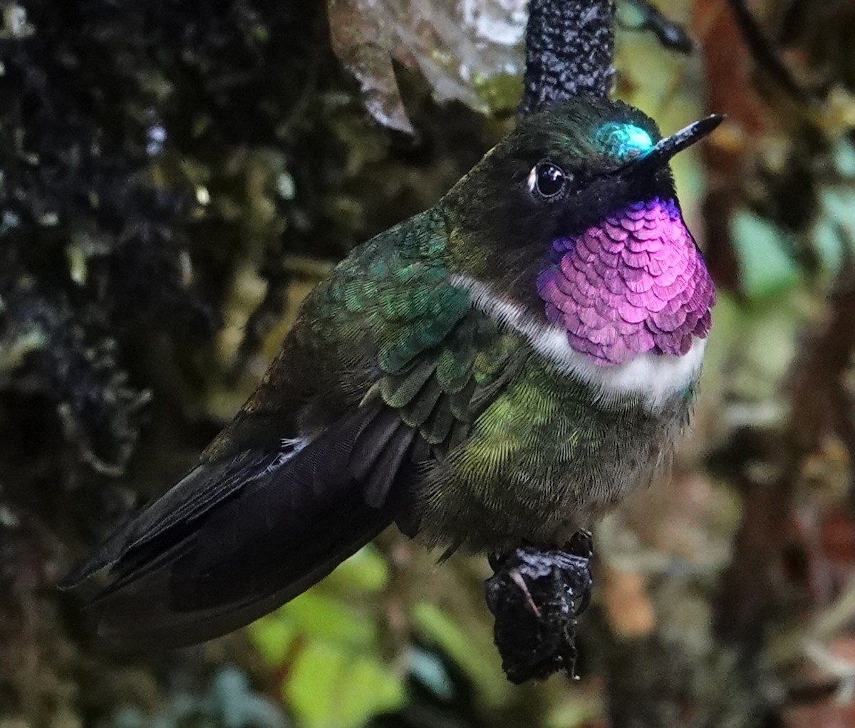 Amethyst-throated Sunangel - ML647381296