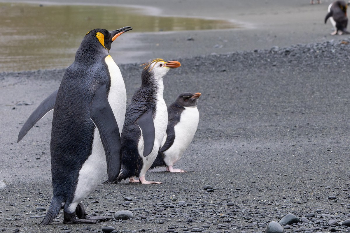 Royal Penguin - ML647381307