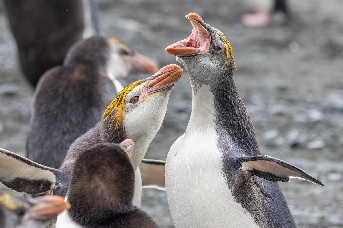 Royal Penguin - ML647381308