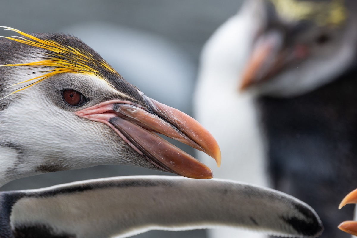 Royal Penguin - ML647381309