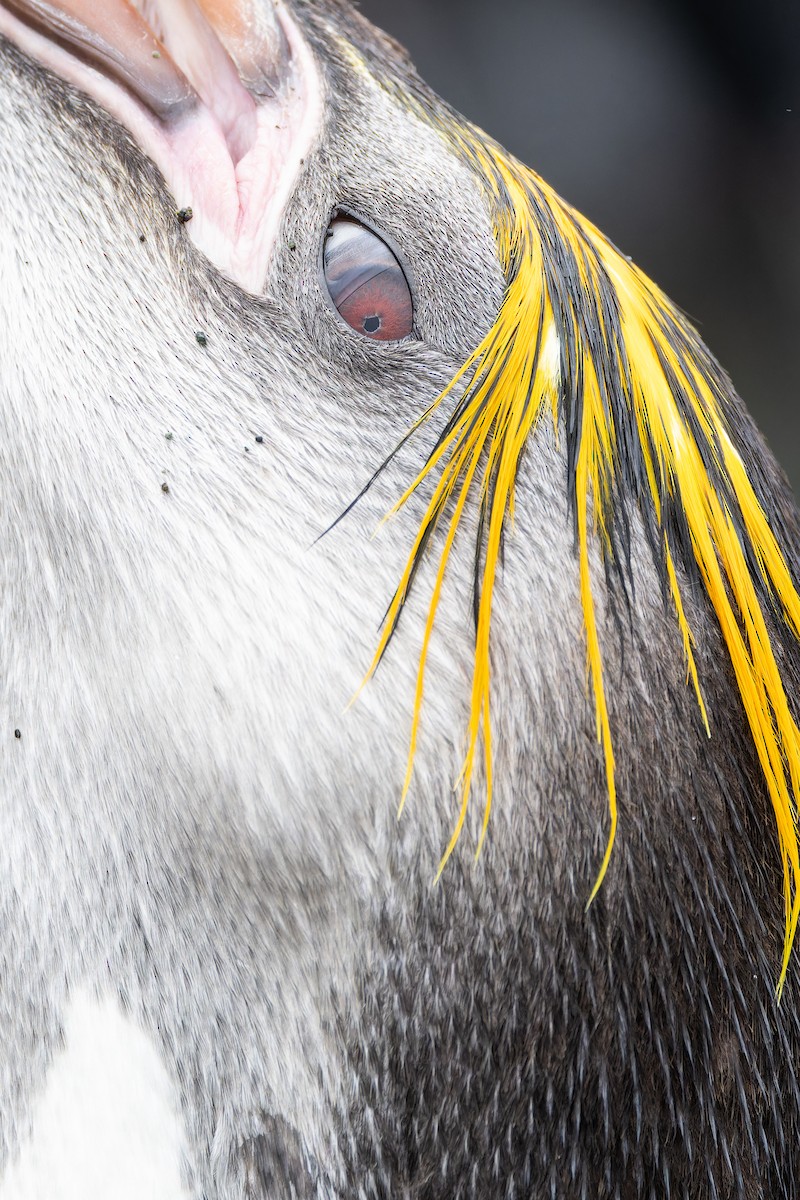 Royal Penguin - ML647381310