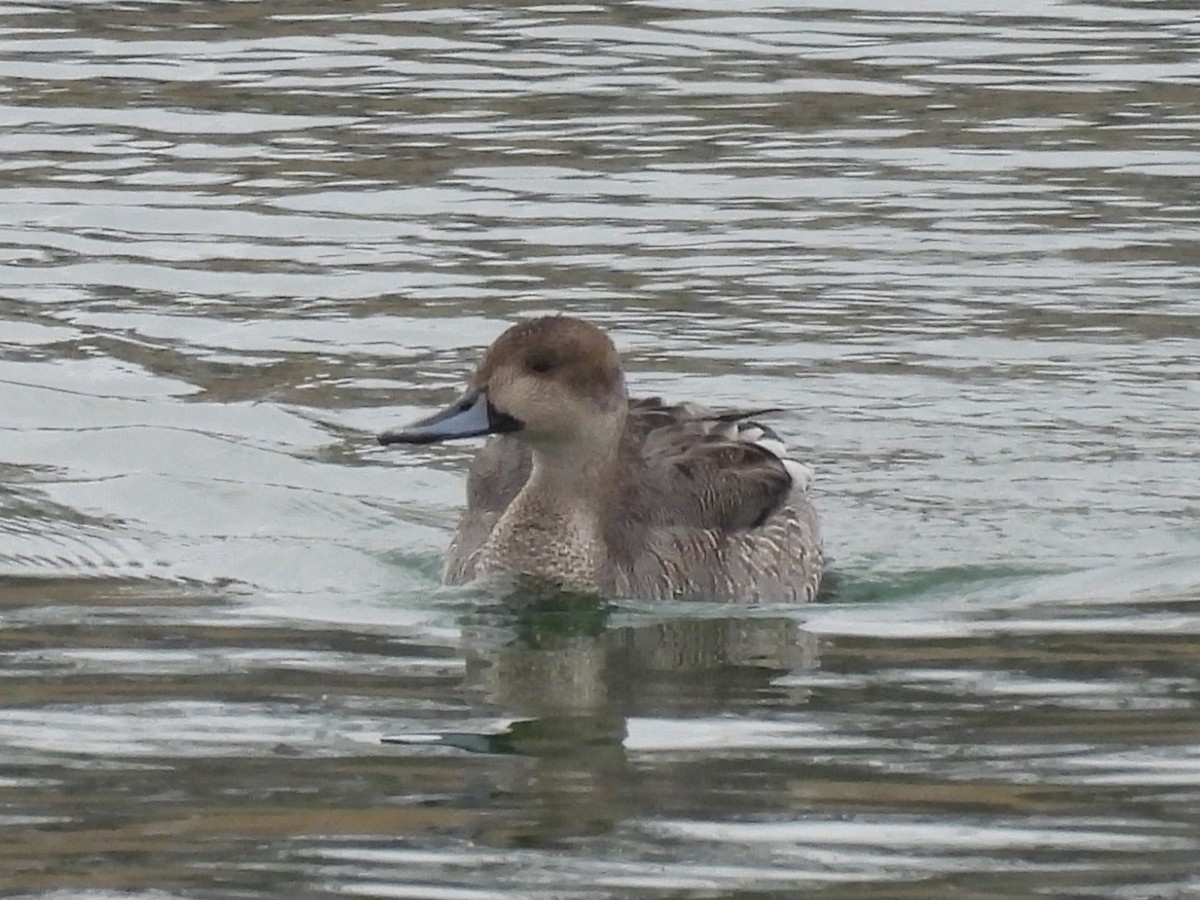 Northern Pintail - ML647381312