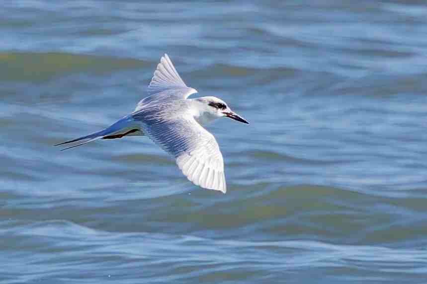 Forster's Tern - ML647381313