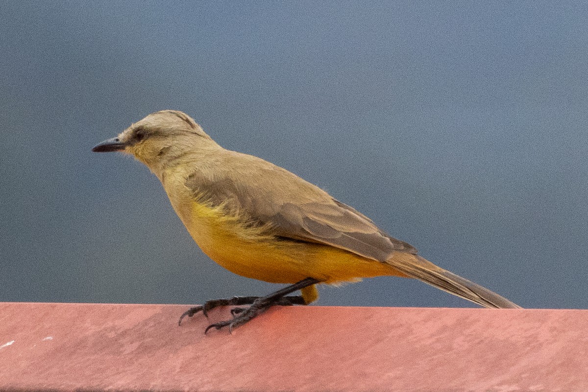 Sığır Tiranı - ML647381314