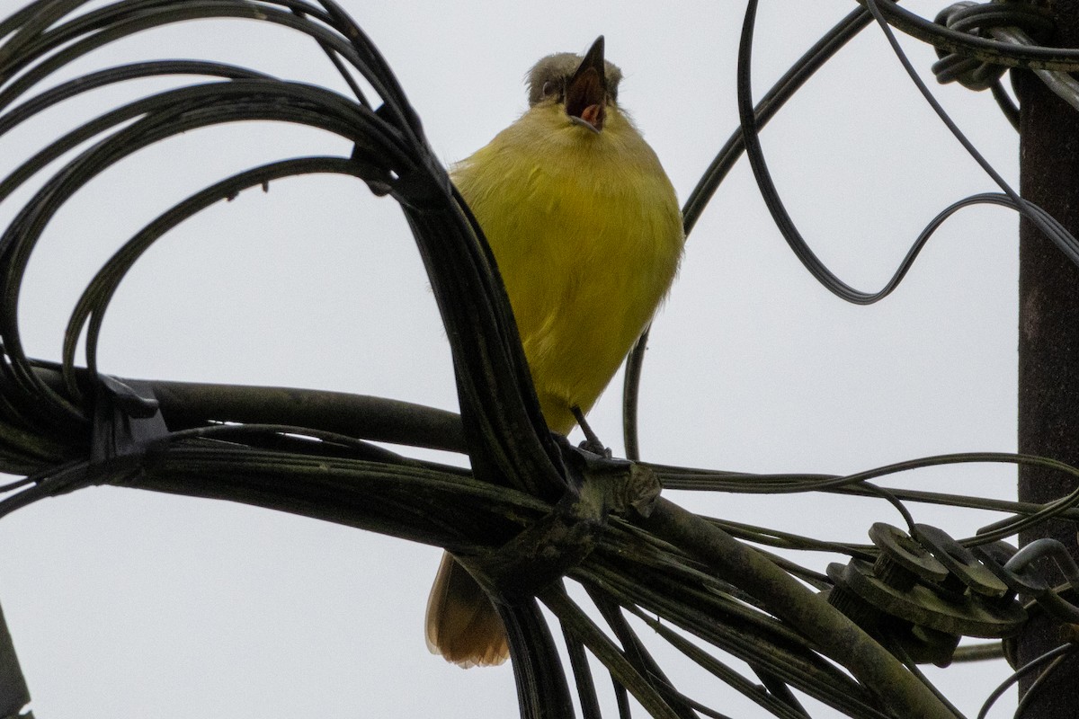 Sığır Tiranı - ML647381315